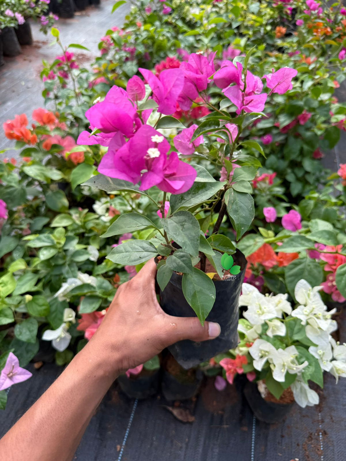 Bougainvillea Combo of 3 Plants (3 Different Color no Selection)