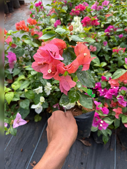 Bougainvillea Combo of 3 Plants (3 Different Color no Selection)