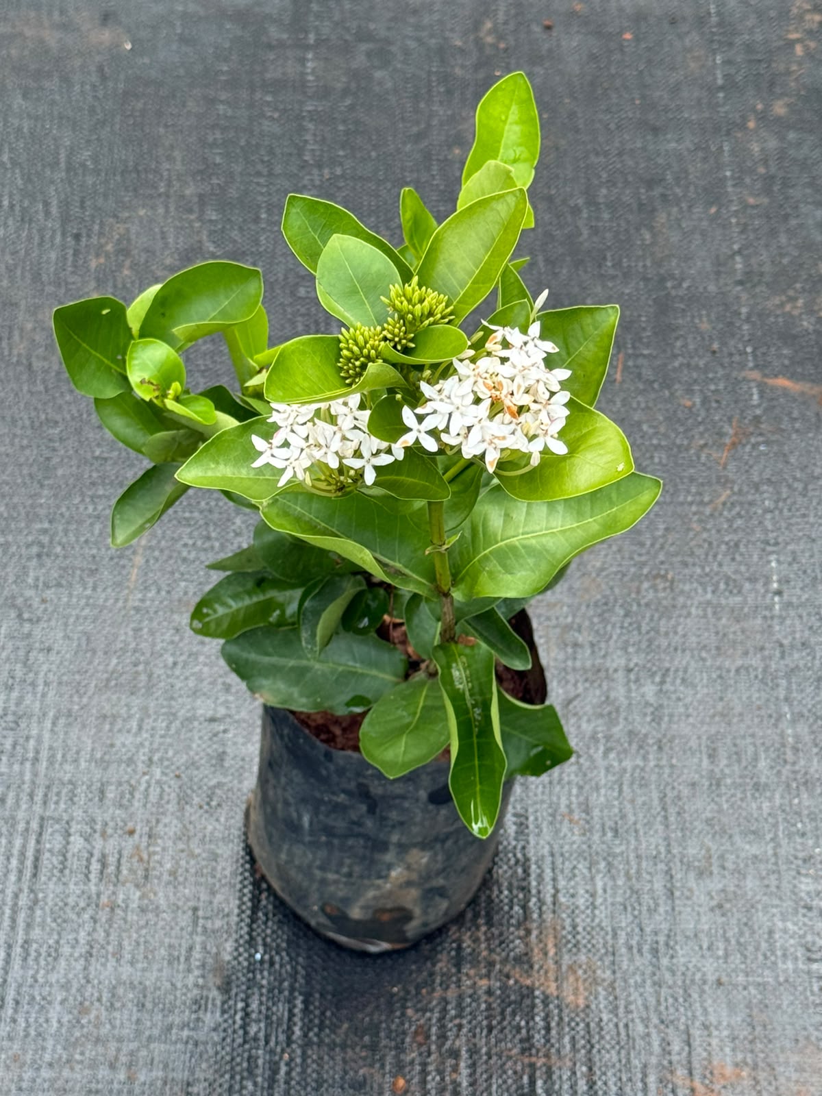 Chethi White