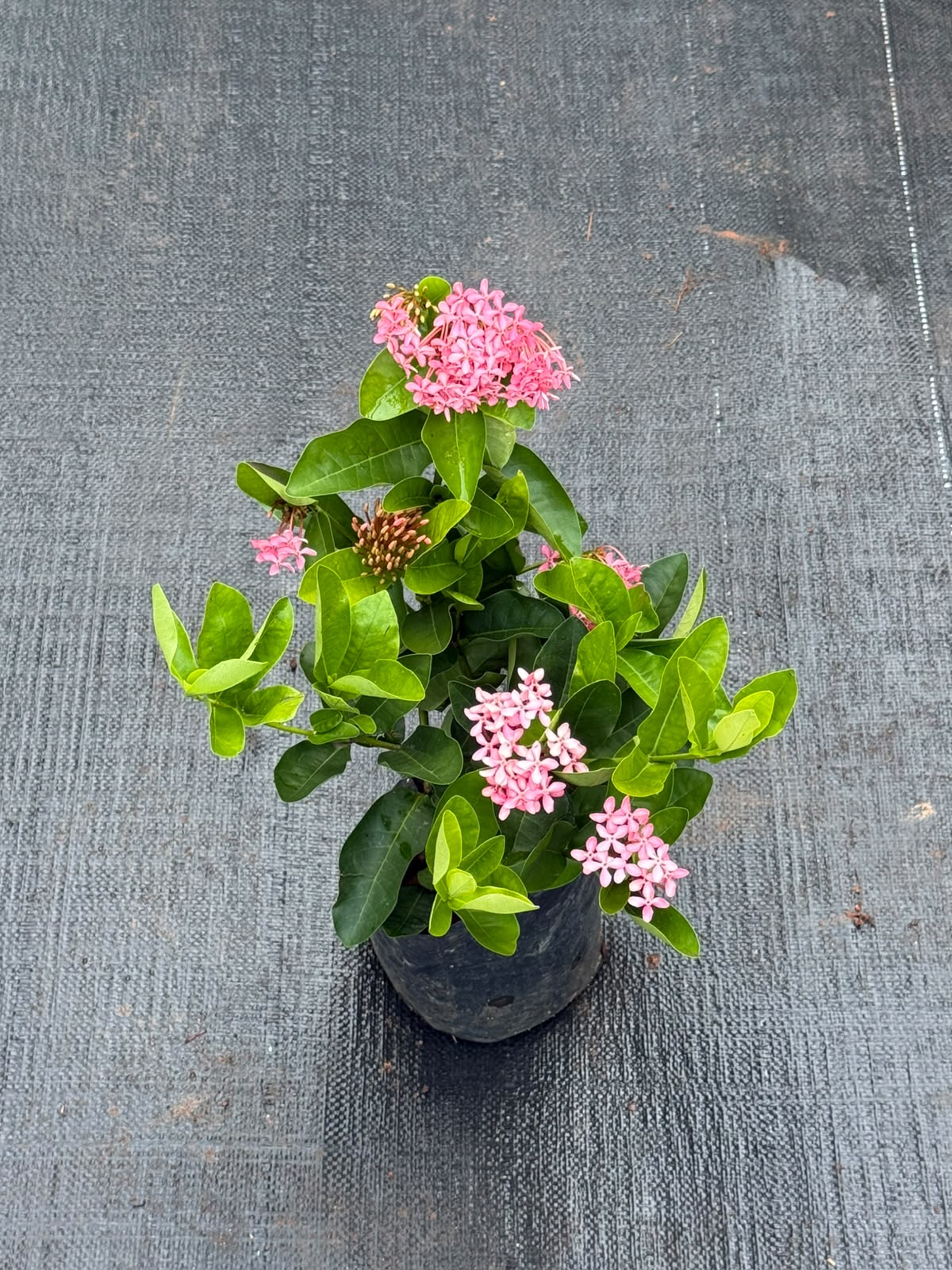 Chethi Combo of 2 ( 1 White + 1 Pink)
