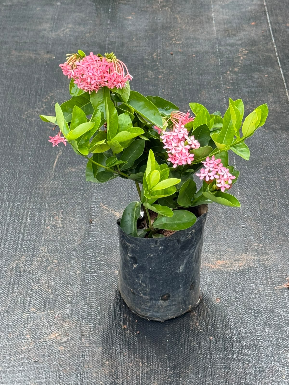 Chethi Combo of 2 ( 1 White + 1 Pink)