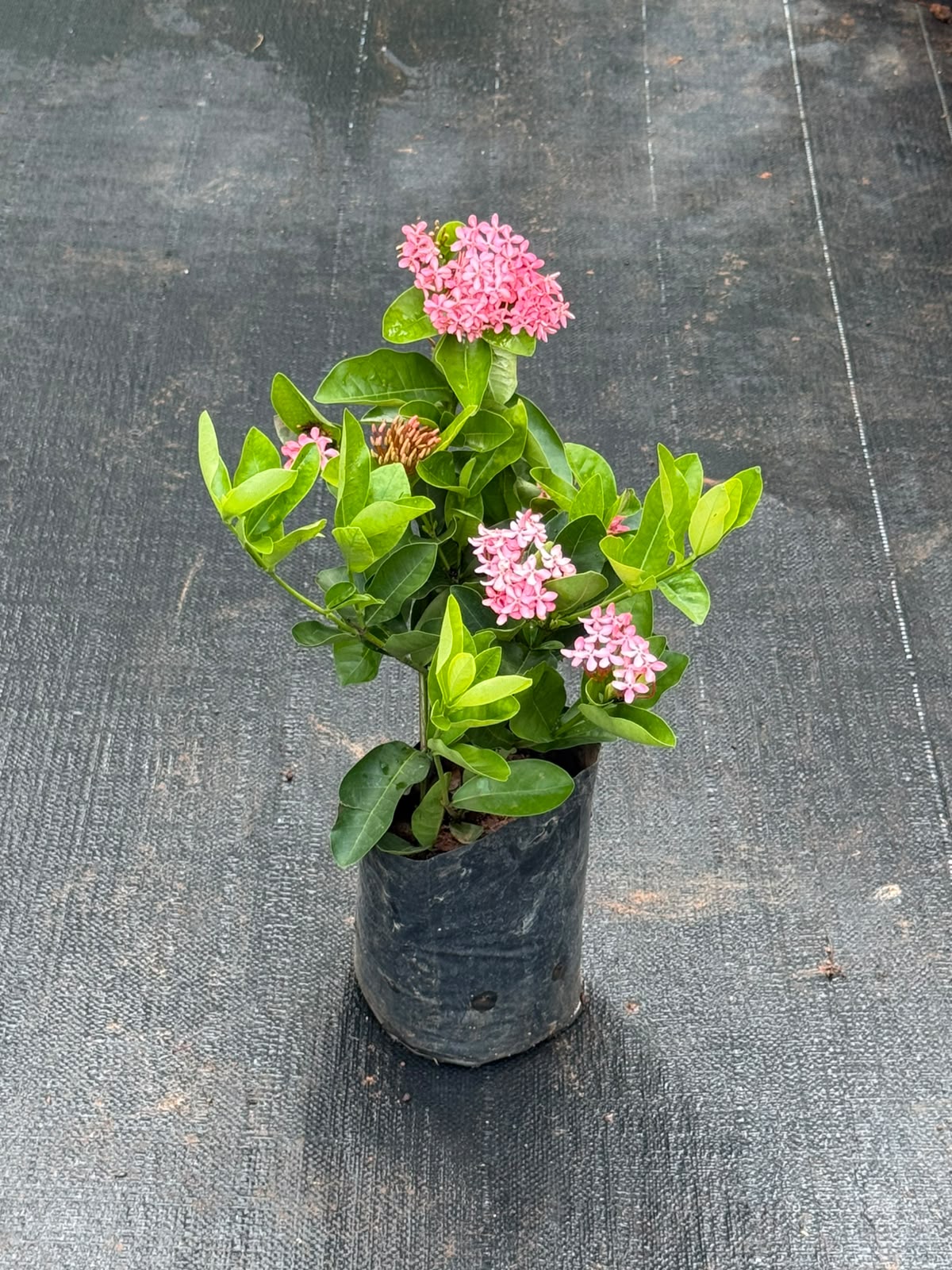Chethi Combo of 2 ( 1 White + 1 Pink)