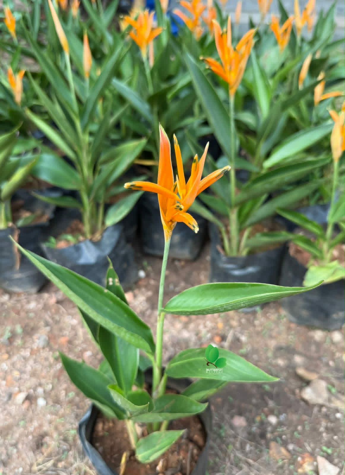 Heliconia Dwarf (Lobster-Claws)