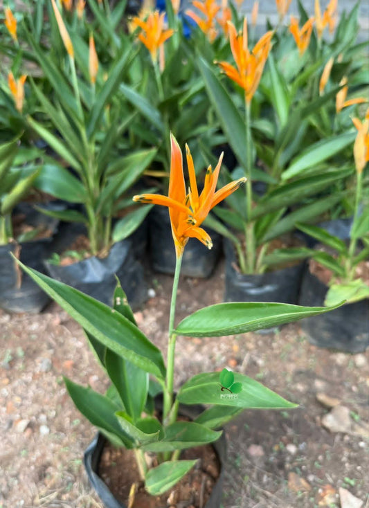 Heliconia Dwarf (Lobster-Claws)