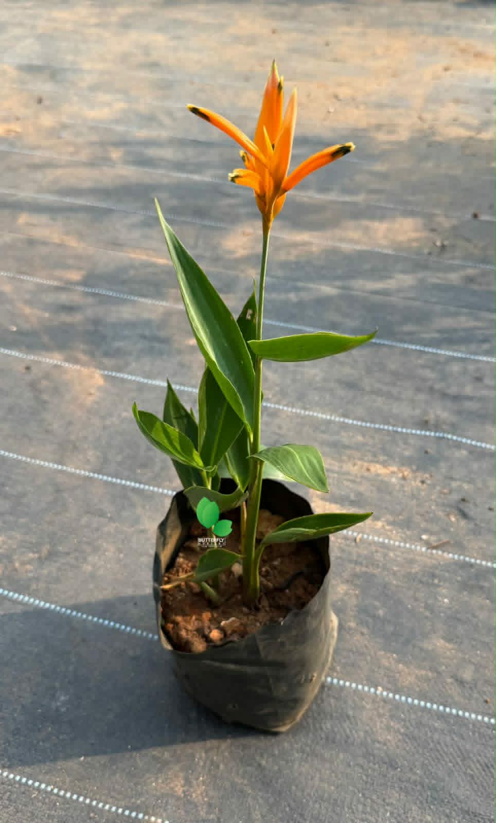Heliconia Dwarf (Lobster-Claws)