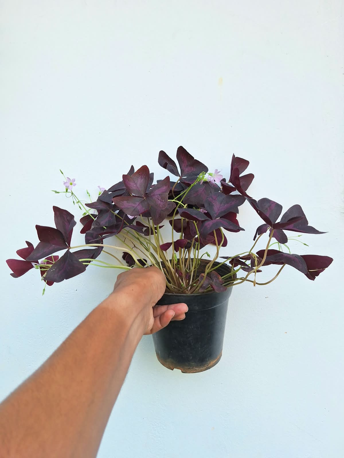 Oxalis Triangularis (Purple Shamrock)