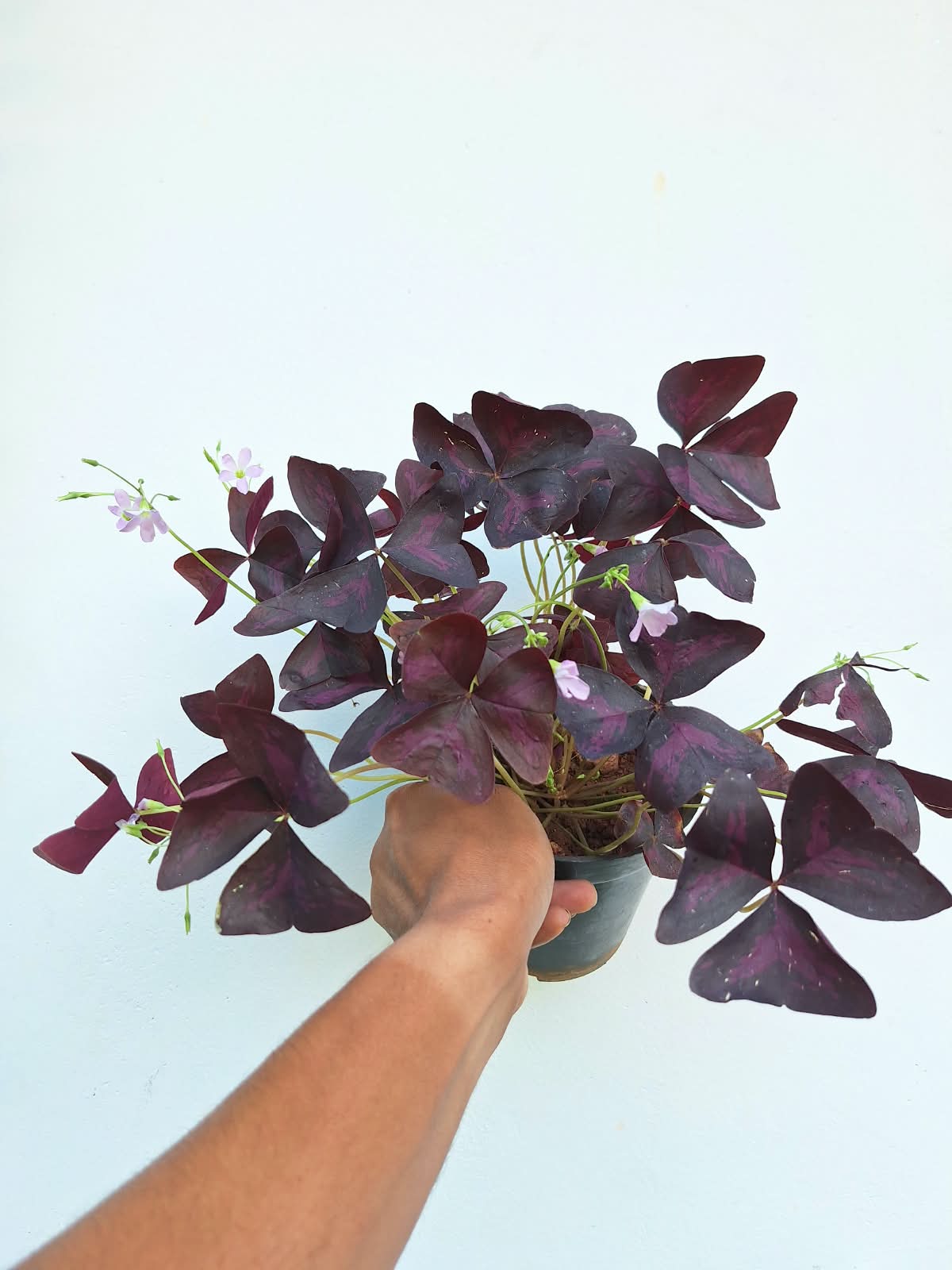 Oxalis Triangularis (Purple Shamrock)