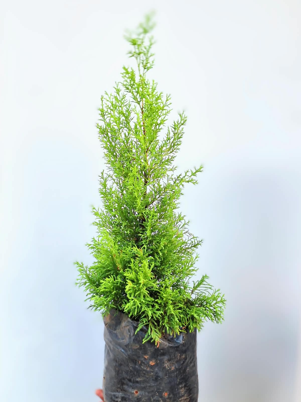Lemon Cypress (Cupressus Macrocarpa 'Goldcrest')