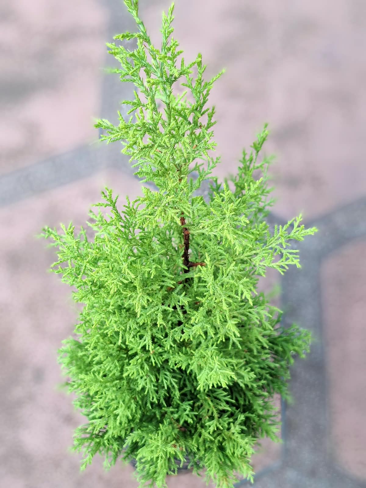 Lemon Cypress (Cupressus Macrocarpa 'Goldcrest')