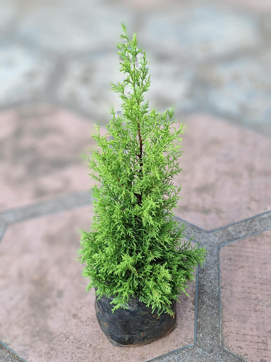 Lemon Cypress (Cupressus Macrocarpa 'Goldcrest')