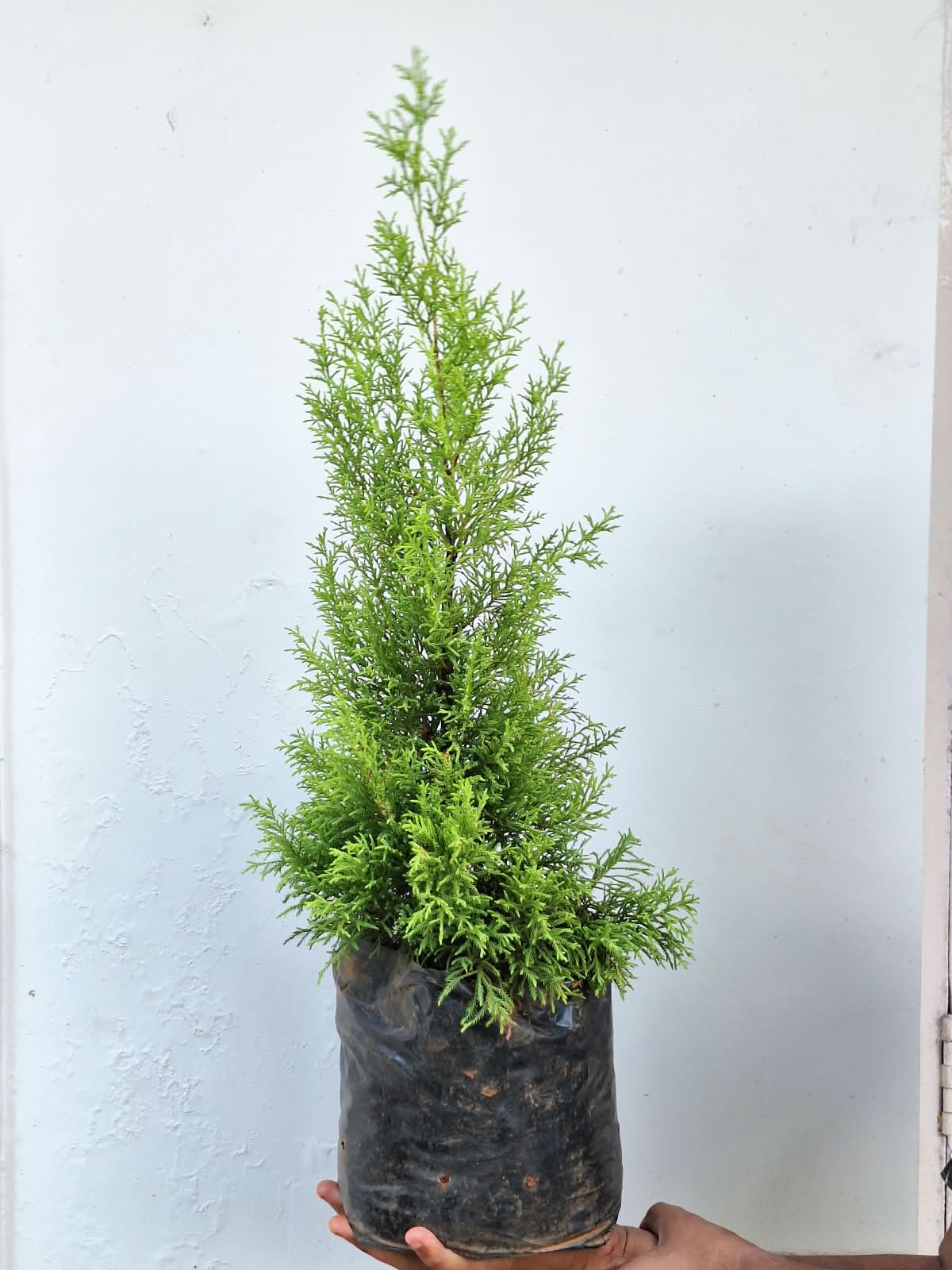 Lemon Cypress (Cupressus Macrocarpa 'Goldcrest')