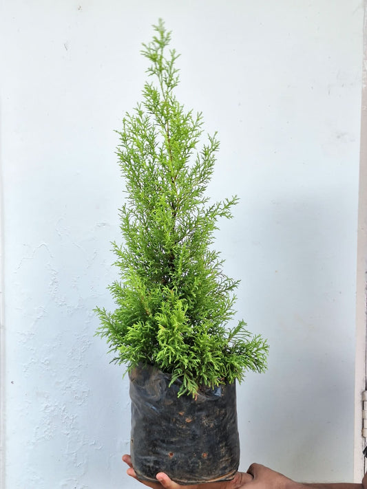 Lemon Cypress (Cupressus Macrocarpa 'Goldcrest')