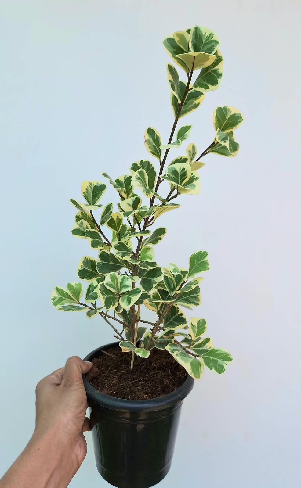 Ficus Triangularis