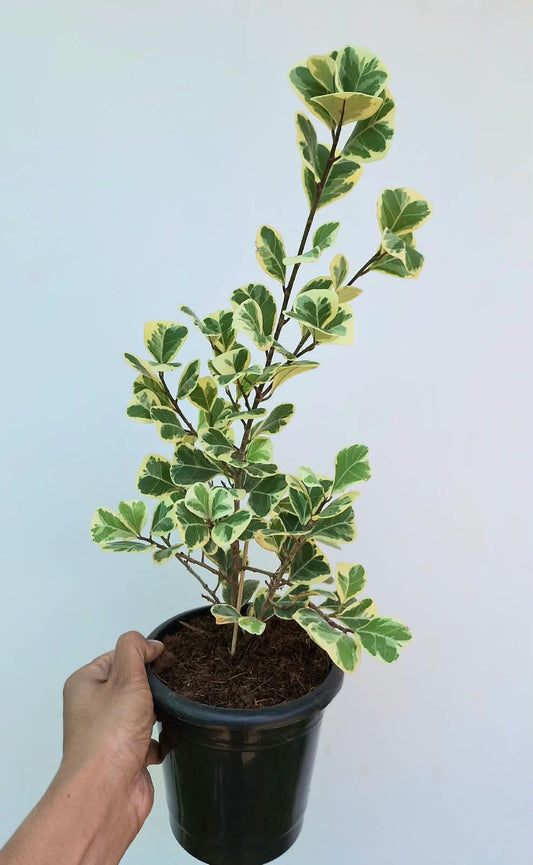 Ficus Triangularis