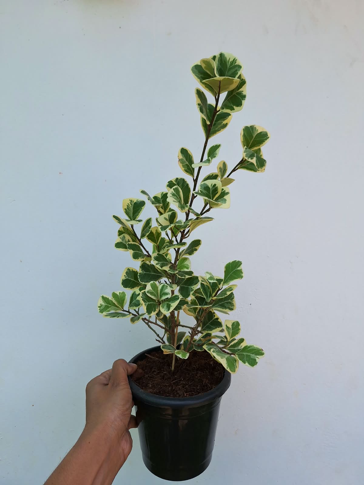 Ficus Triangularis