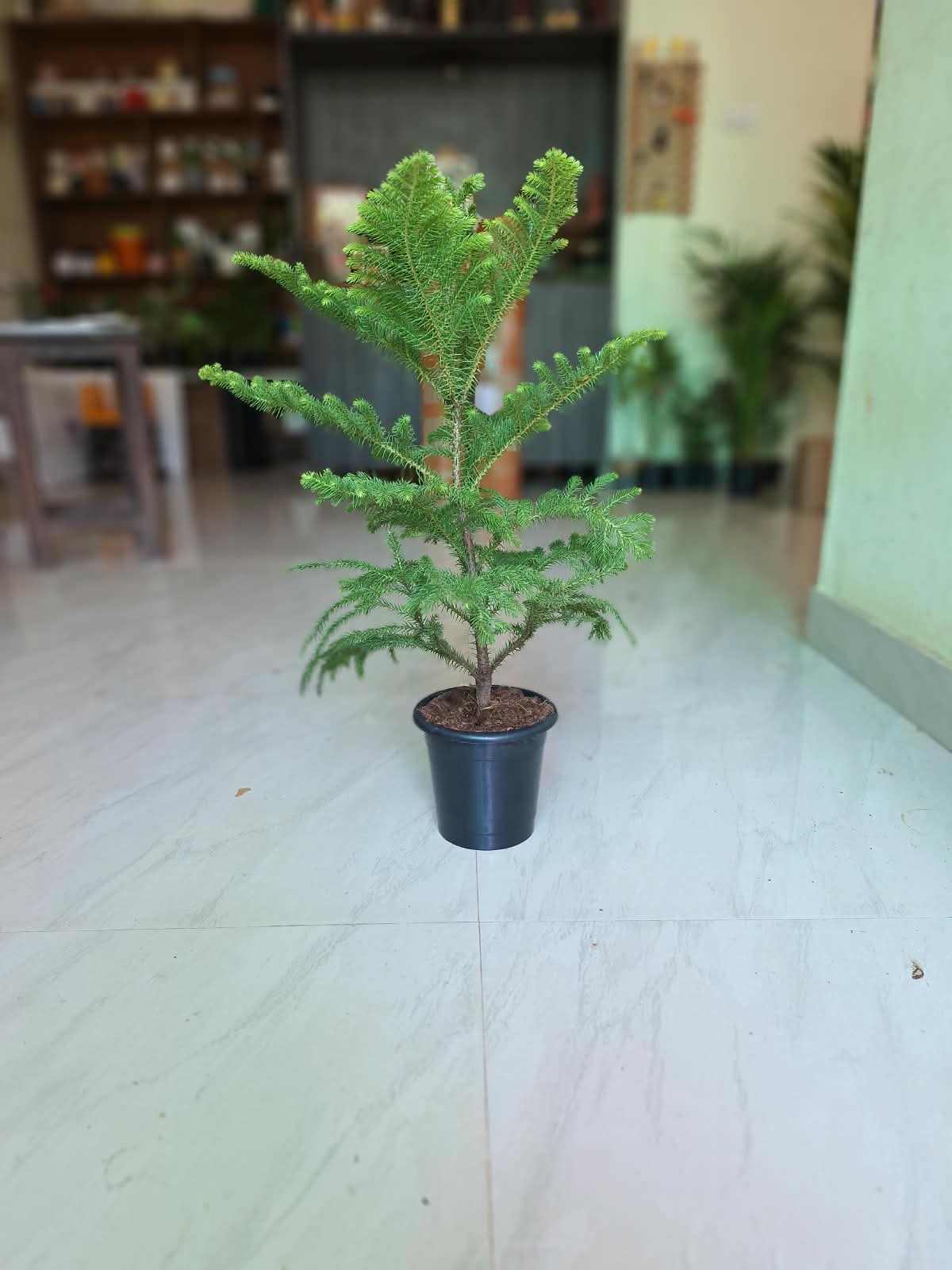 Christmas Tree (Araucaria Heterophylla)