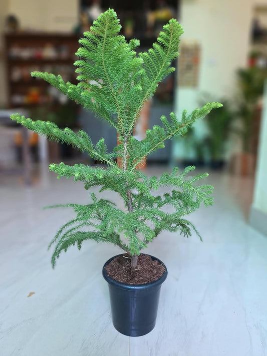 Christmas Tree (Araucaria Heterophylla)
