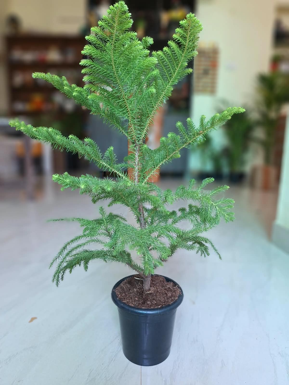 Christmas Tree (Araucaria Heterophylla)