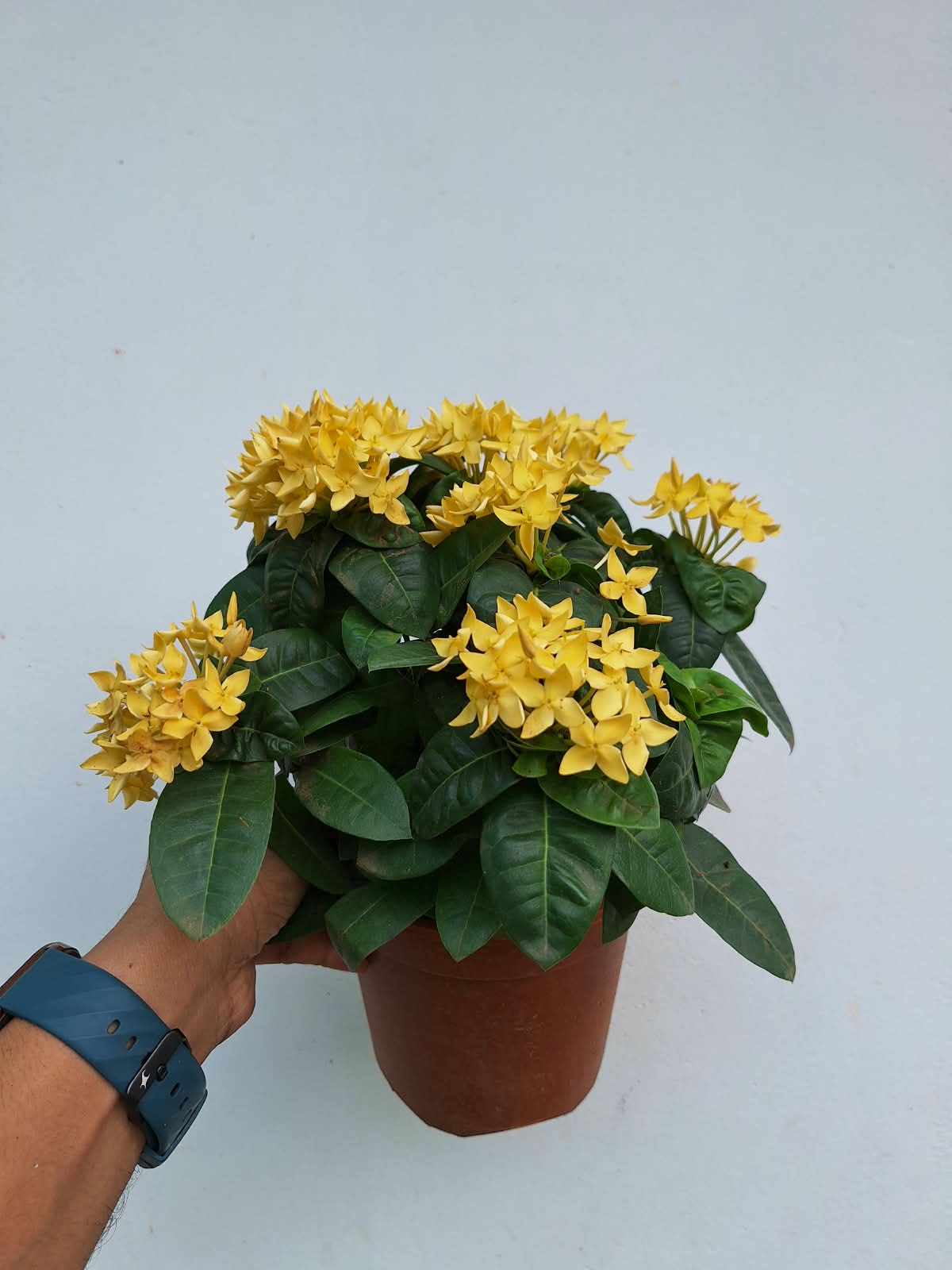 Dwarf Ixora Yellow ( Ixora Coccinea Dwarf )