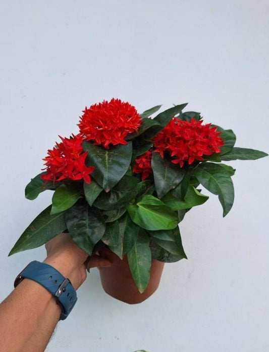 Dwarf Ixora Red( Ixora Coccinea Dwarf )