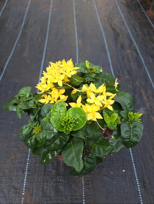 Dwarf Ixora Yellow ( Ixora Coccinea Dwarf )