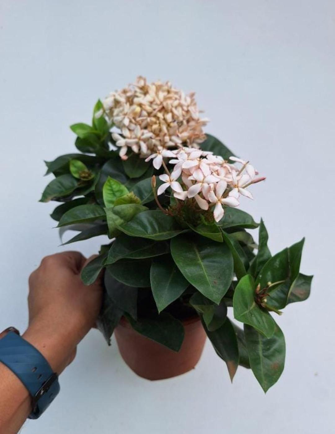 Dwarf Ixora White ( Ixora Coccinea Dwarf )