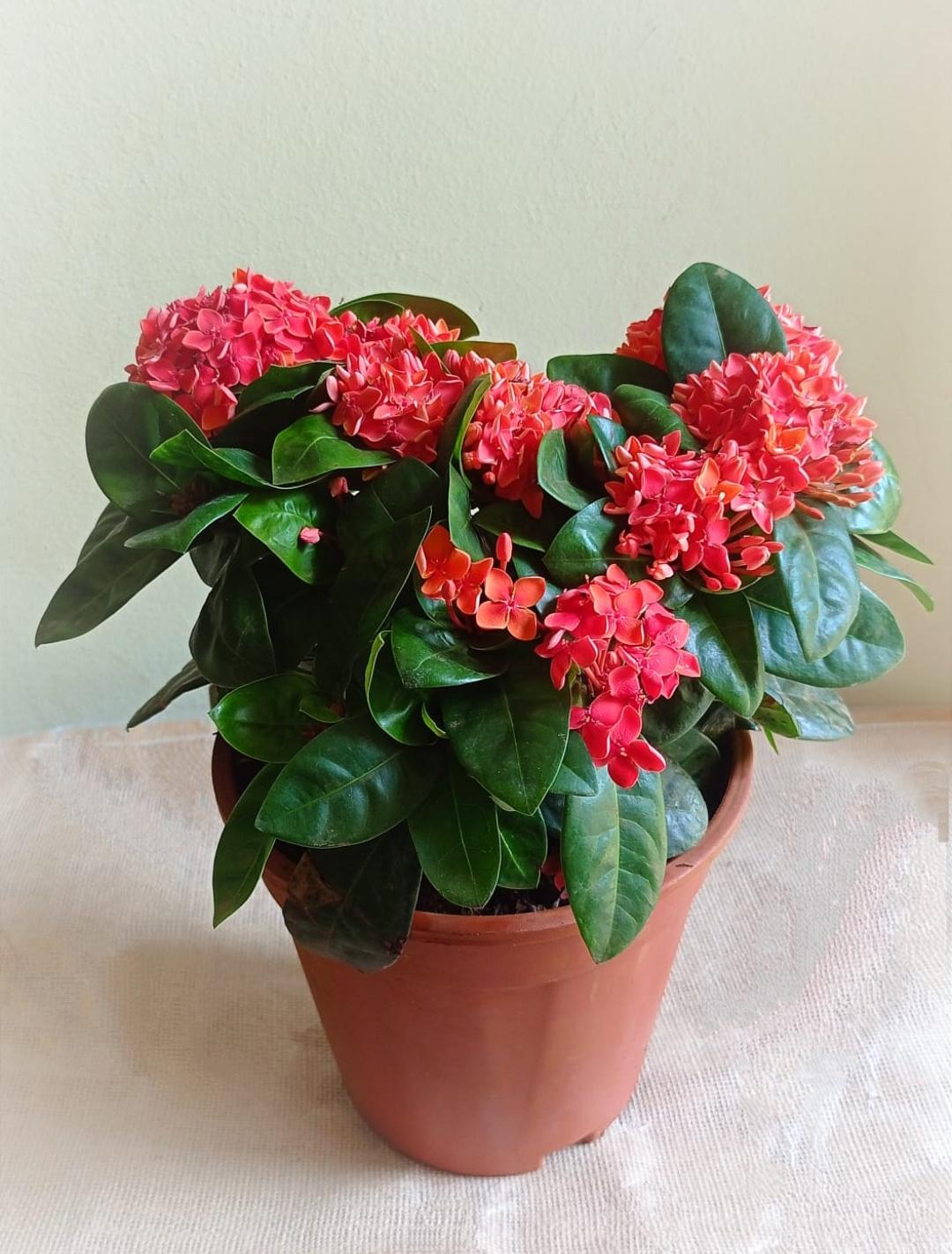 Dwarf Ixora Light Red ( Ixora Coccinea Dwarf )