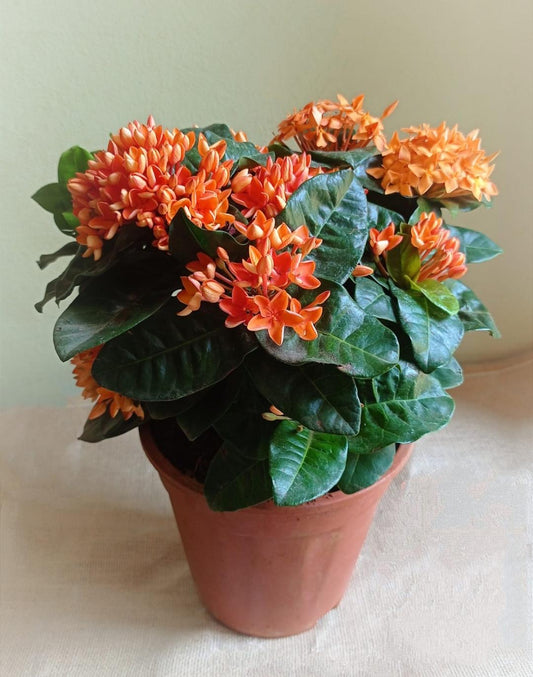 Dwarf Ixora Orange ( Ixora Coccinea Dwarf )