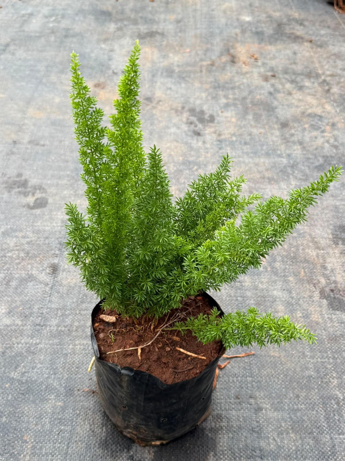 Asparagus Fern