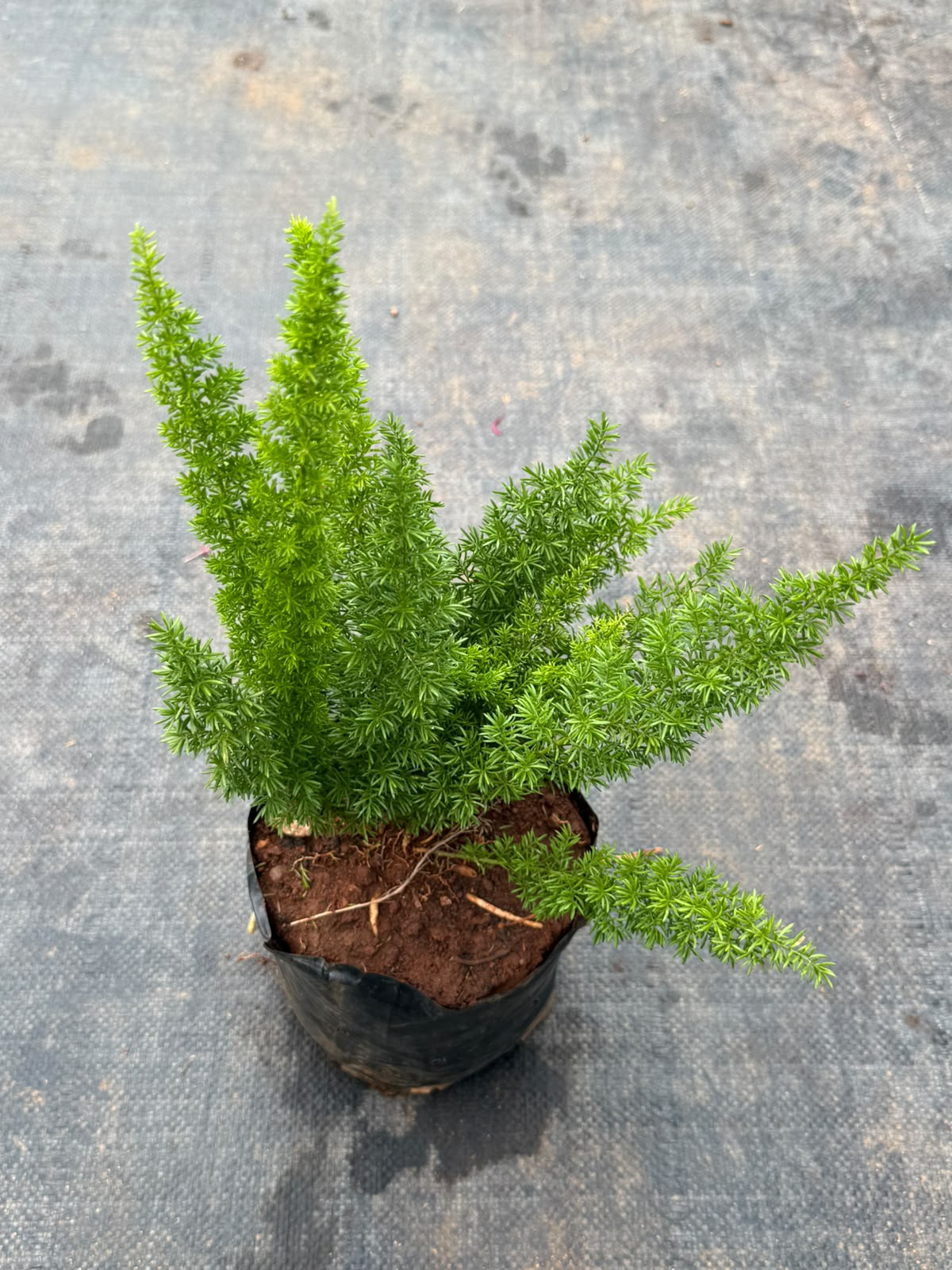Asparagus Fern