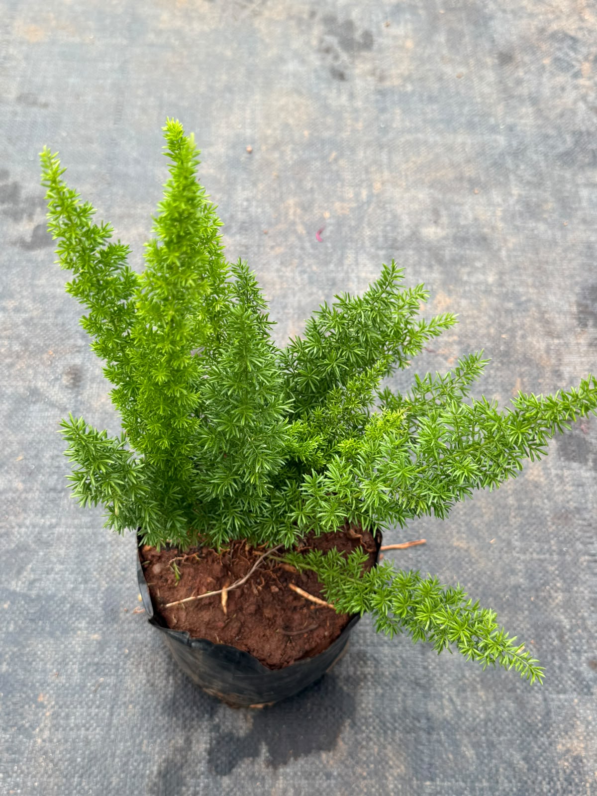 Asparagus Fern