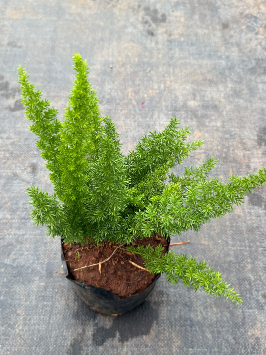 Asparagus Fern
