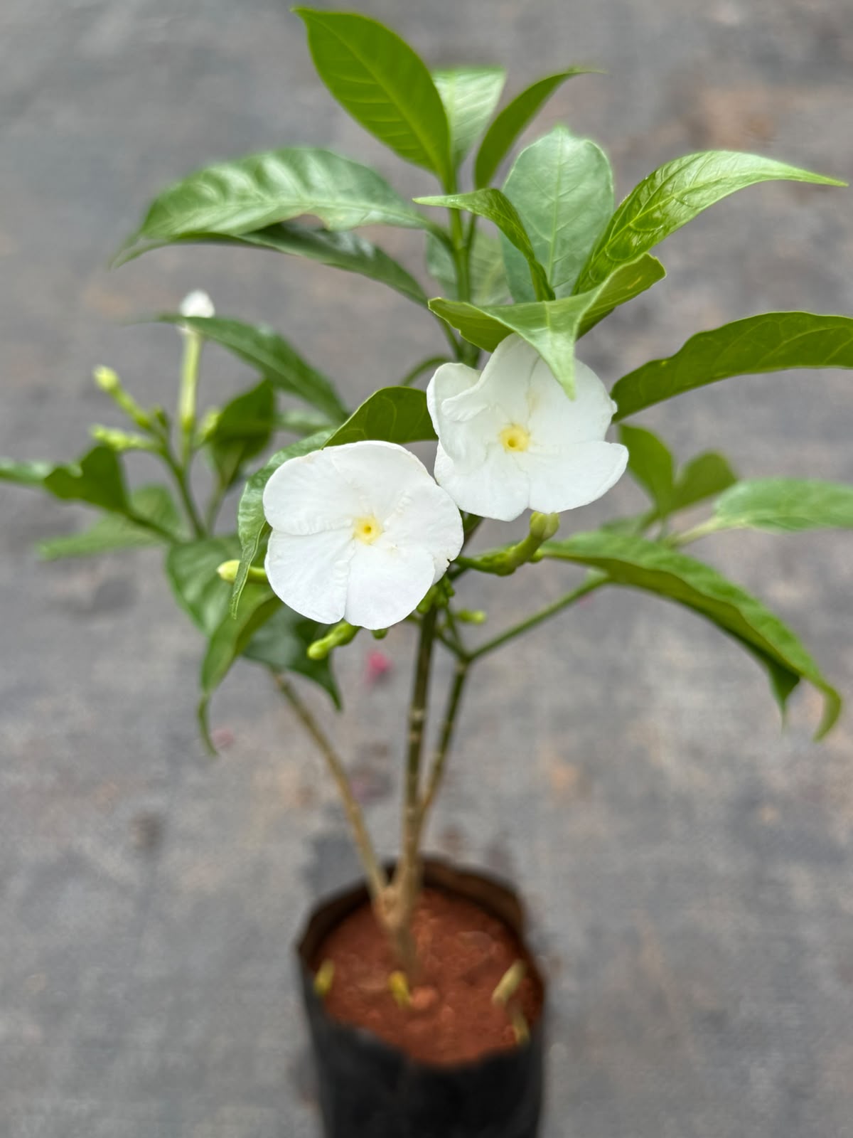 Nandyarvattam Hybrid Varity