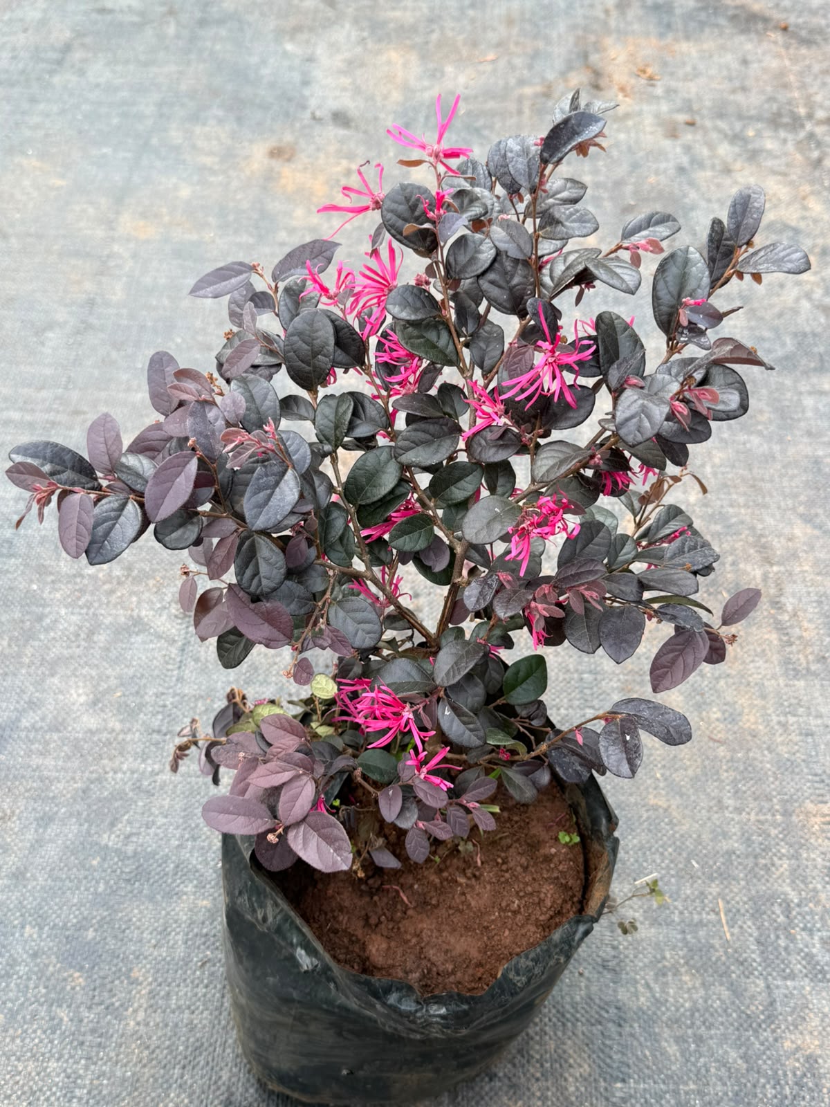 Loropetalum Plant (Chinese Fringe-Flower)