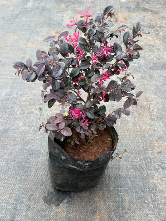 Loropetalum Plant (Chinese Fringe-Flower)