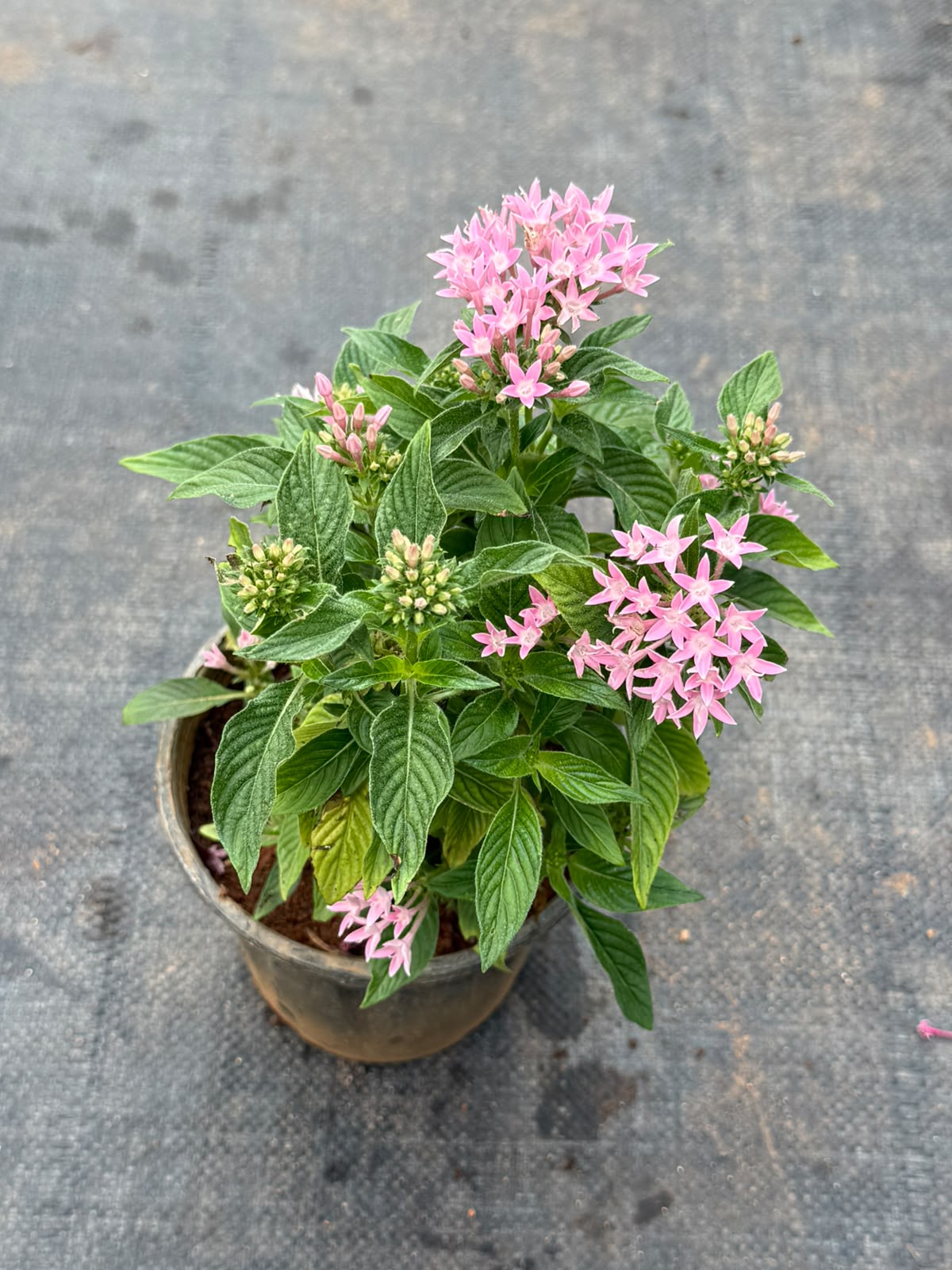 Pentas Plant Light Pink (Pentas Lanceolata)