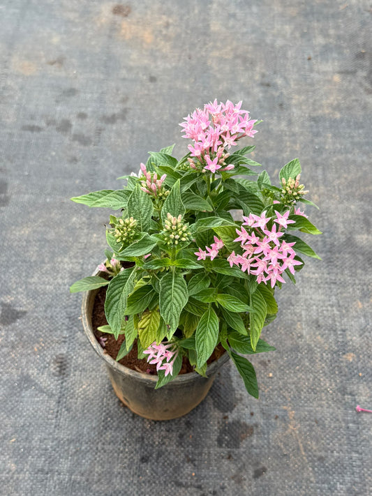 Pentas Plant Light Pink (Pentas Lanceolata)