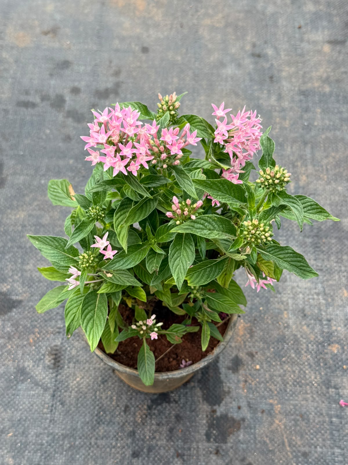 Pentas Plant Light Pink (Pentas Lanceolata)