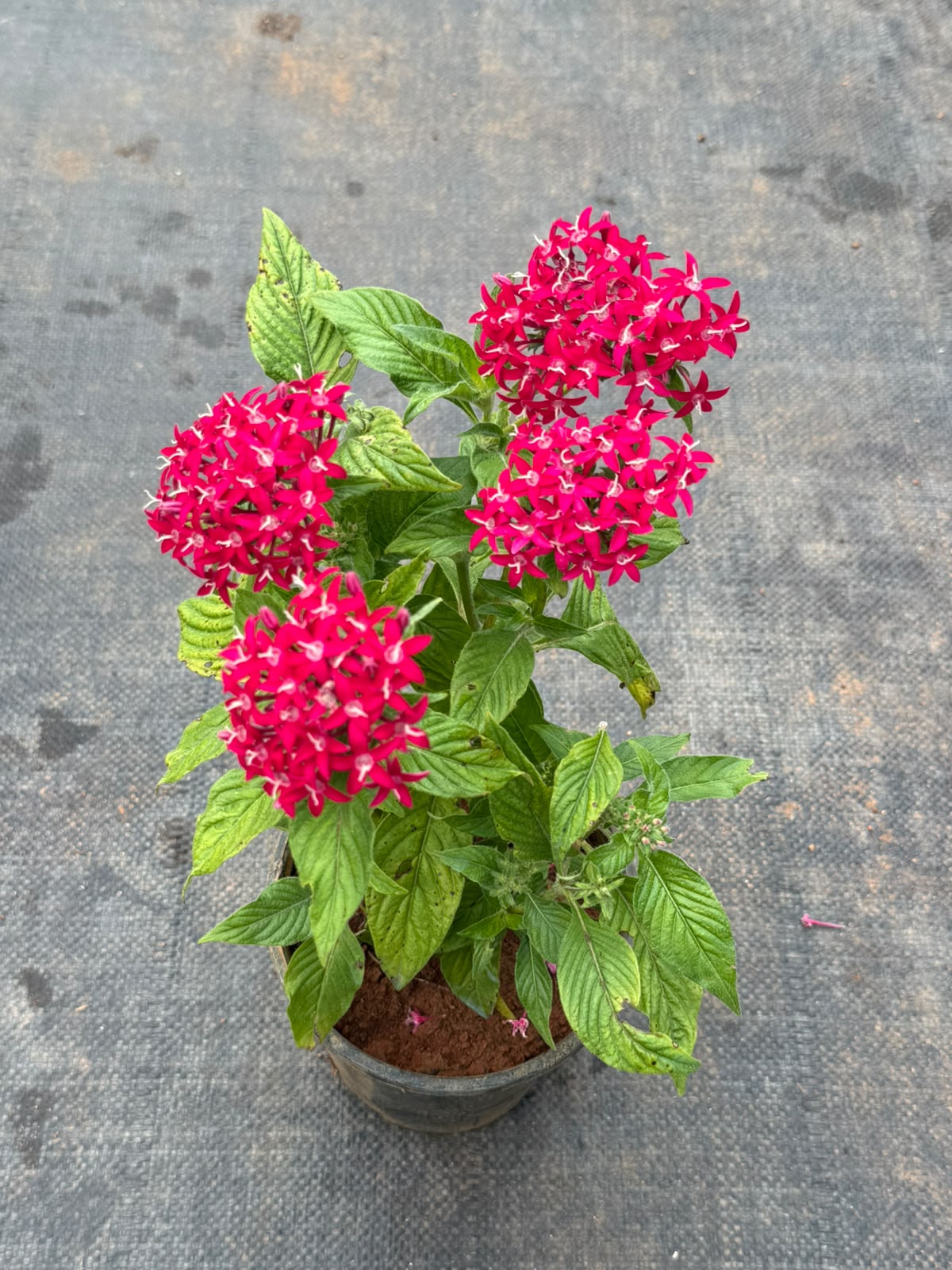 Pentas Plant Dark Pink (Pentas Lanceolata)