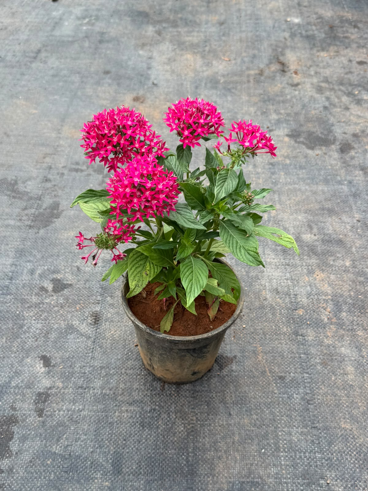 Pentas Plant Dark Pink (Pentas Lanceolata)