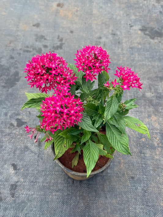 Pentas Plant Dark Pink (Pentas Lanceolata)