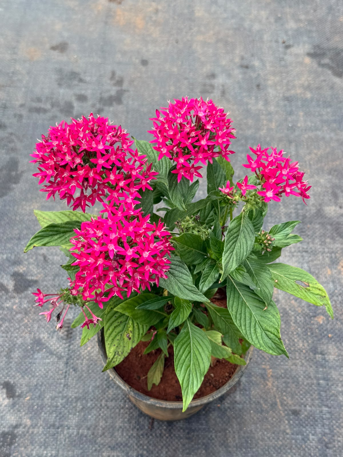 Pentas Plant Dark Pink (Pentas Lanceolata)