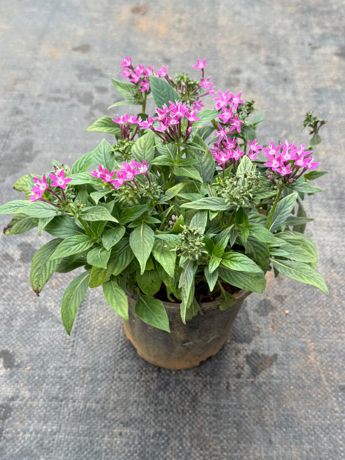 Pentas Plant Violet Pink (Pentas Lanceolata)
