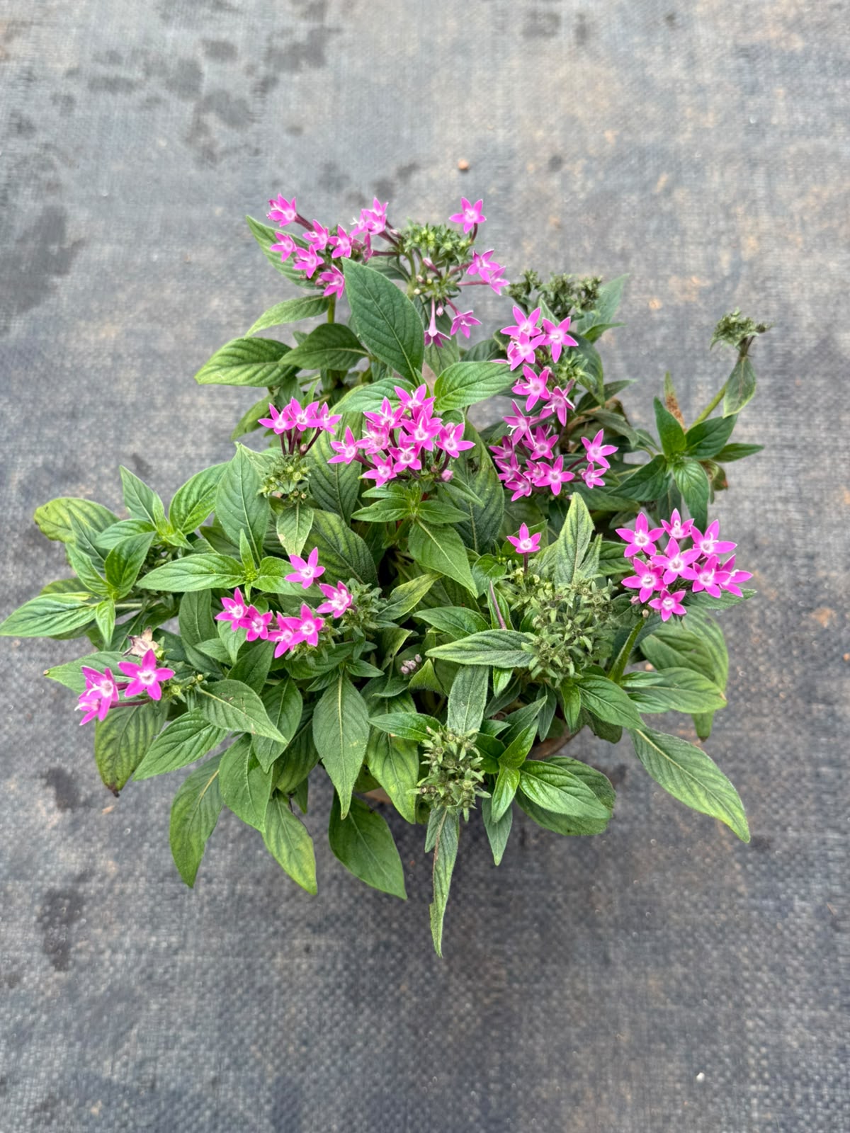 Pentas Plant Violet Pink (Pentas Lanceolata)