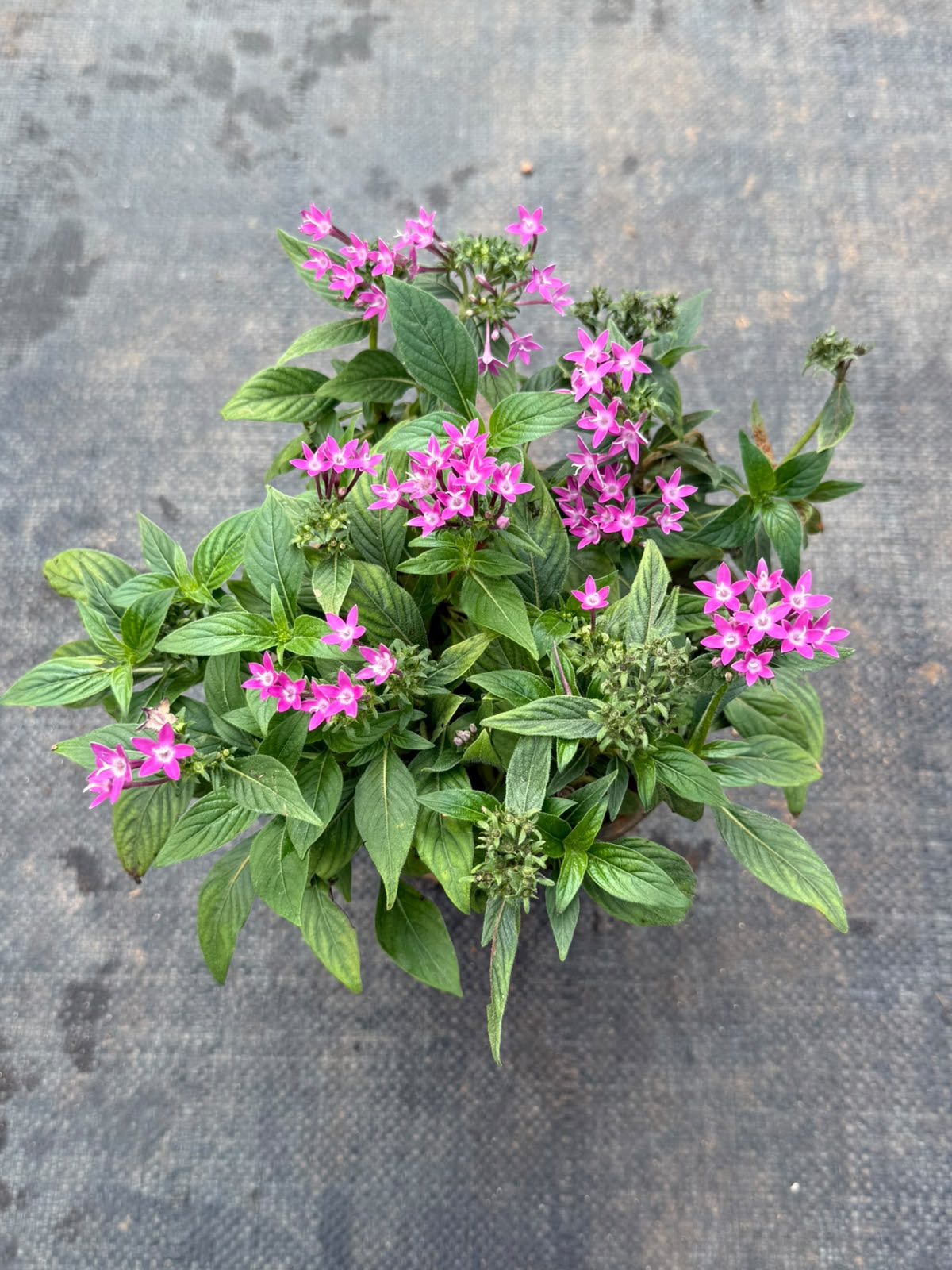 Pentas Plant Violet Pink (Pentas Lanceolata)