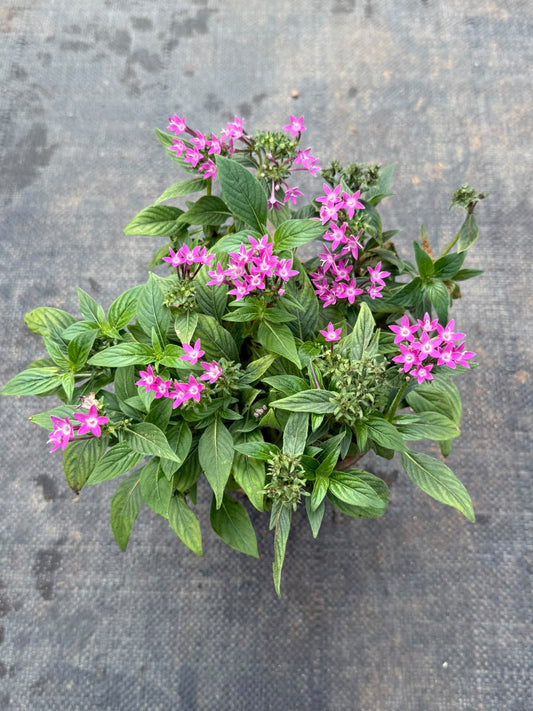 Pentas Plant Violet Pink (Pentas Lanceolata)