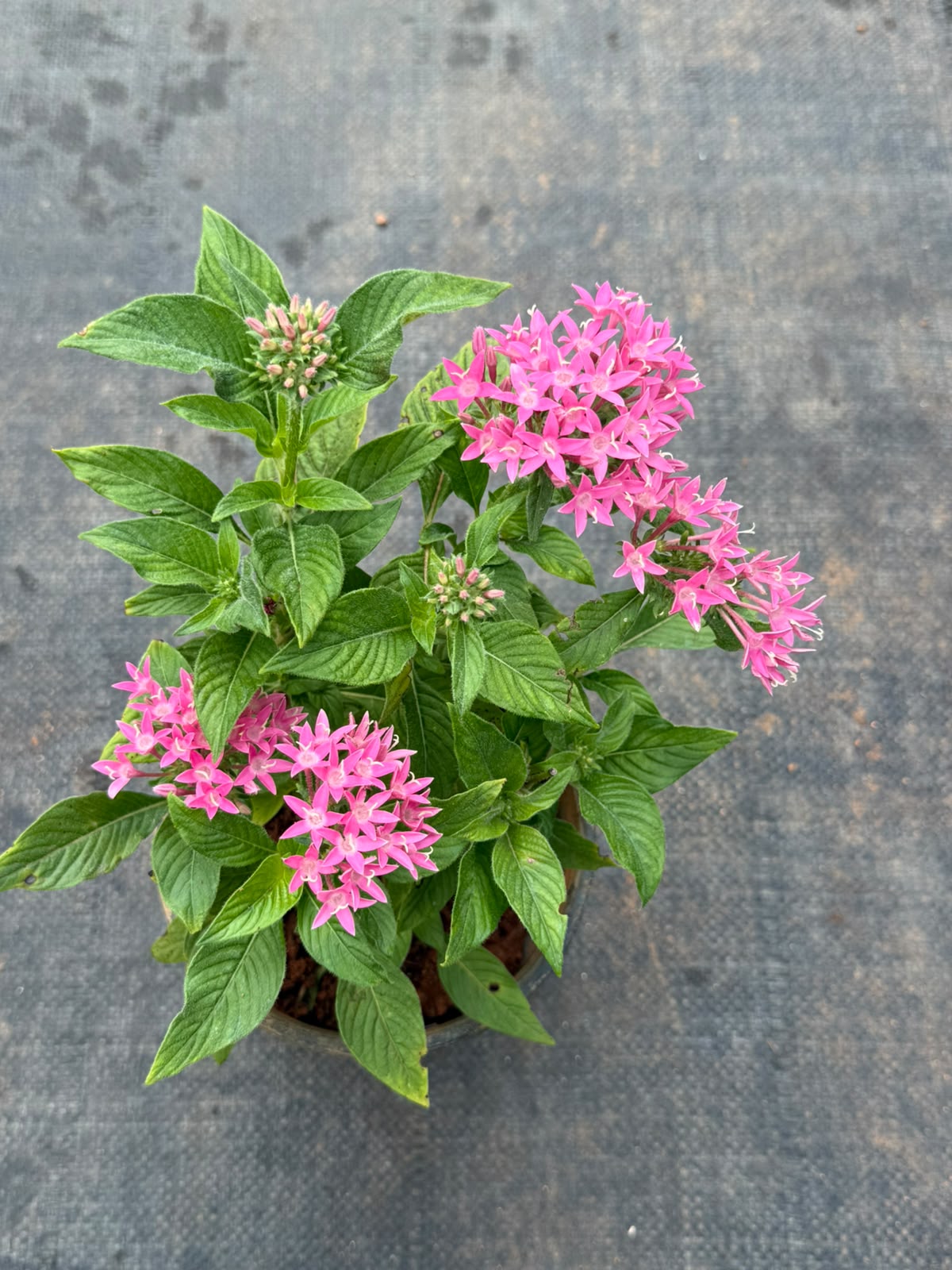 Pentas Plant Pink (Pentas Lanceolata)
