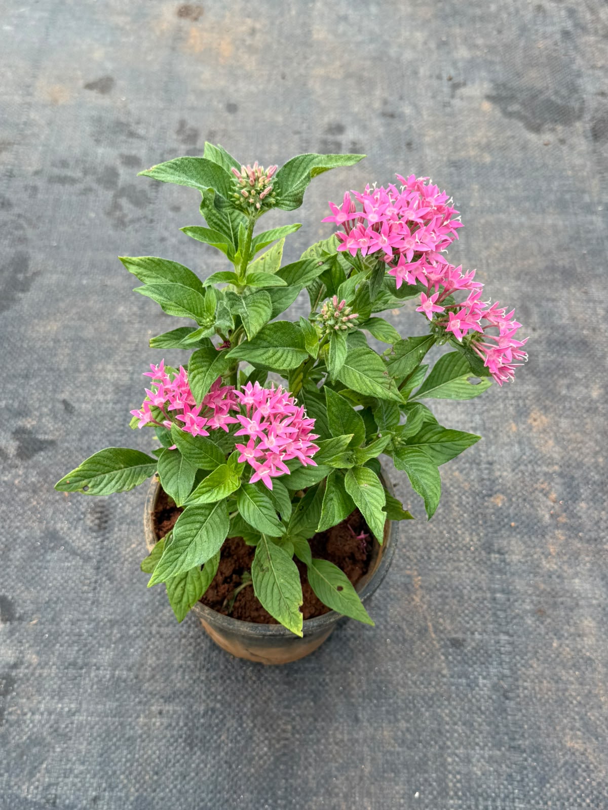 Pentas Plant Pink (Pentas Lanceolata)