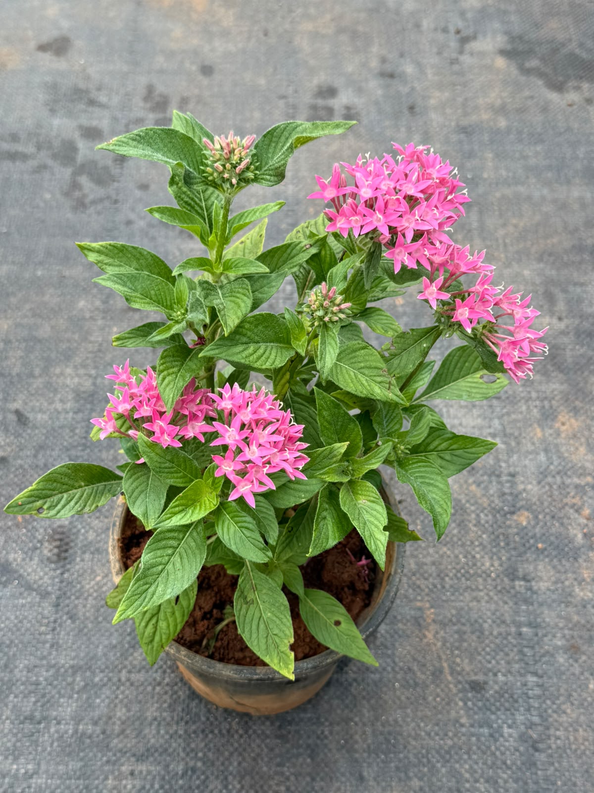 Pentas Plant Pink (Pentas Lanceolata)