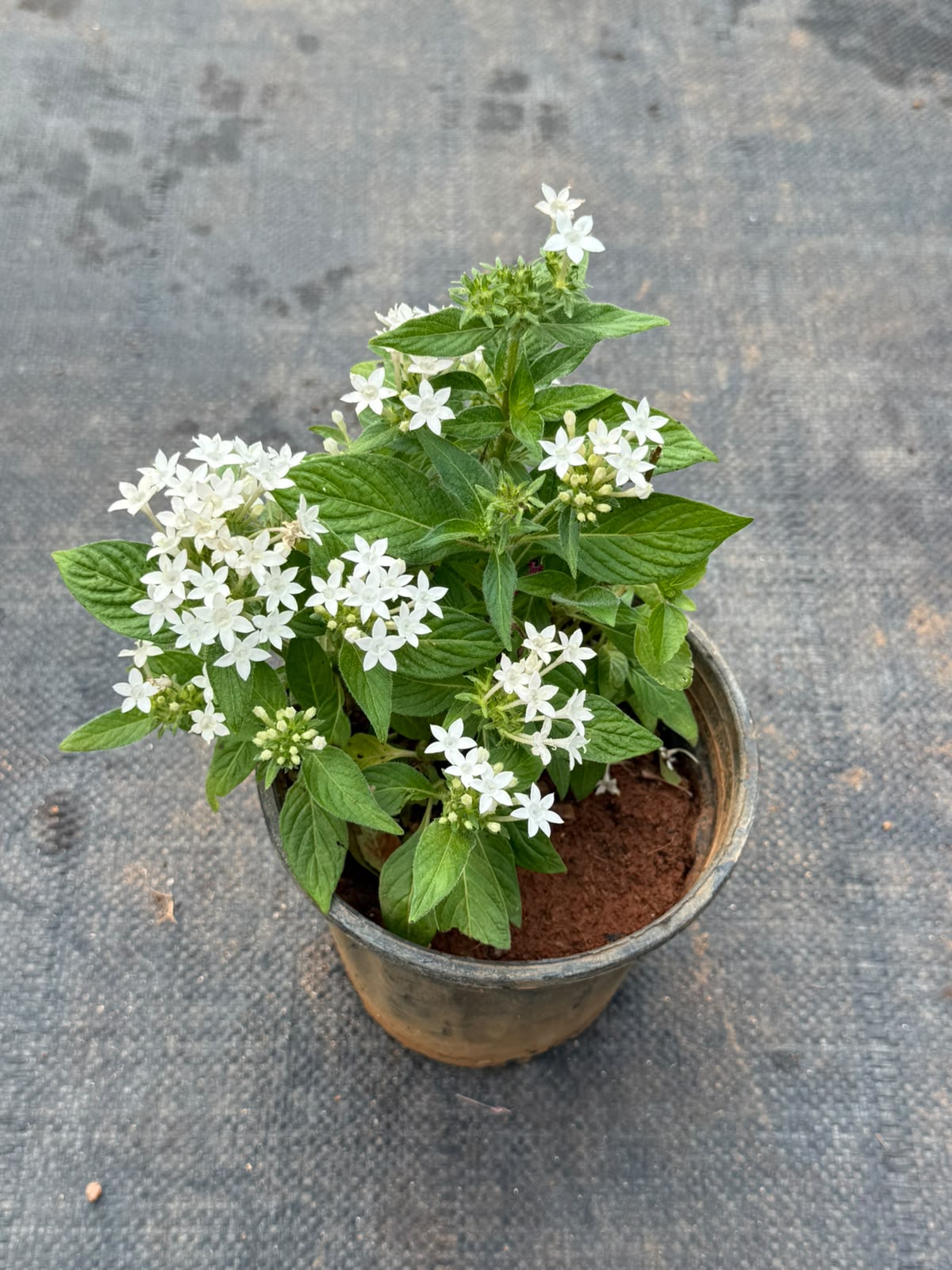 Pentas Plant White (Pentas Lanceolata)